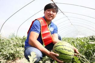 田间吃瓜的视频,一场别开生面的吃瓜盛宴