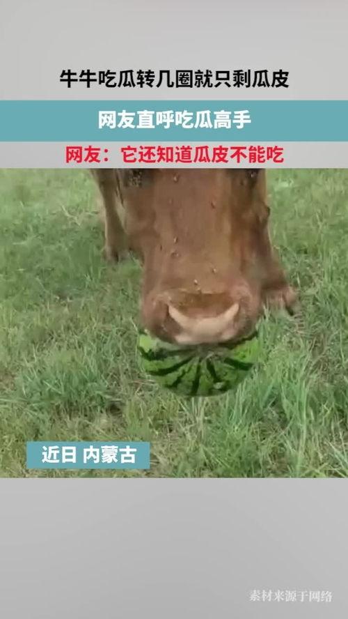 牛吃瓜视频,趣味横生的田园生活瞬间