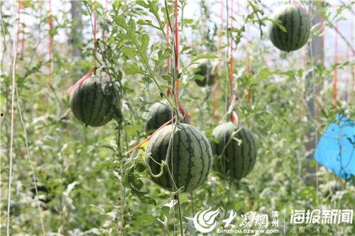 秧田吃瓜怎么拍视频好看,镜头下的田园美味瞬间