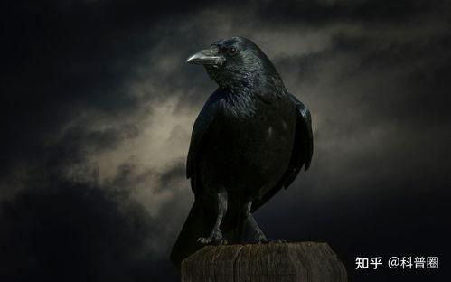 乌鸦吃瓜打架视频大全播放,搞笑视频大全集锦