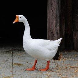 鹅吃不吃小葫芦瓜呢视频,揭秘鹅是否爱吃小葫芦瓜