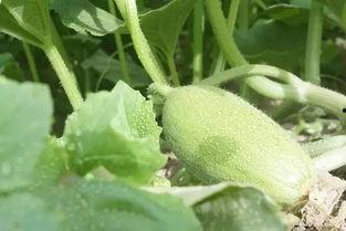 新疆吃瓜高清视频,高清视频带你领略瓜乡魅力